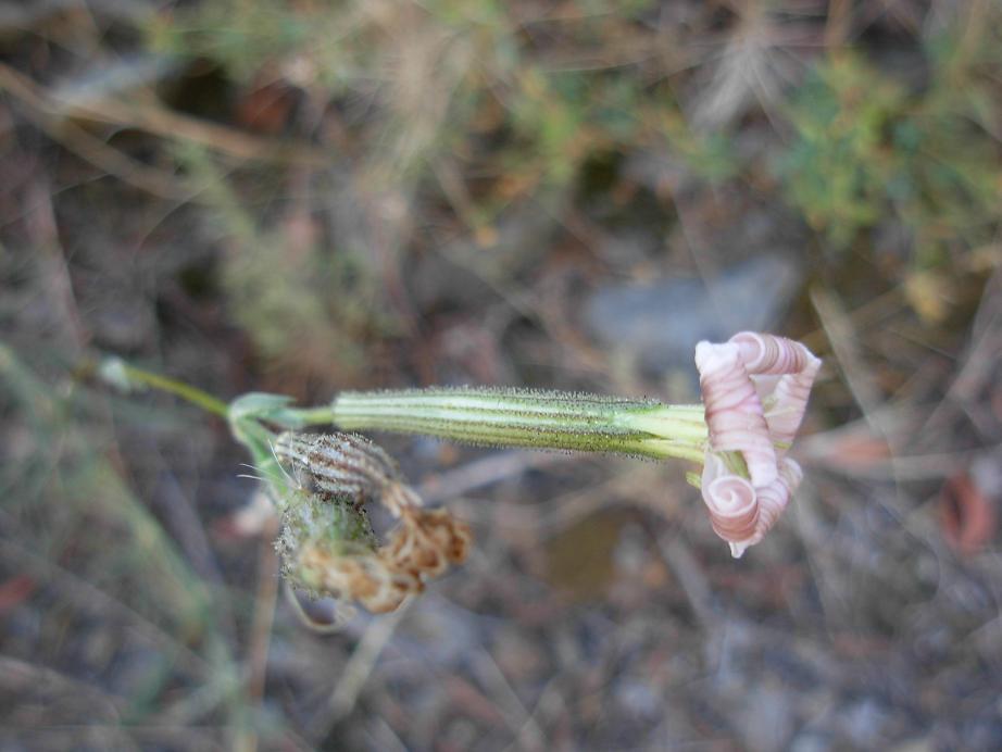 Silene italica